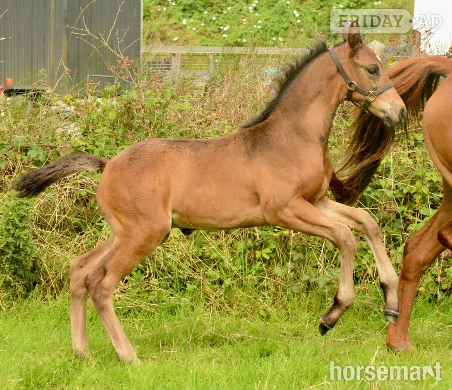 Ballyhaunis "Prince " Bay Colt Youngstock / Foal
