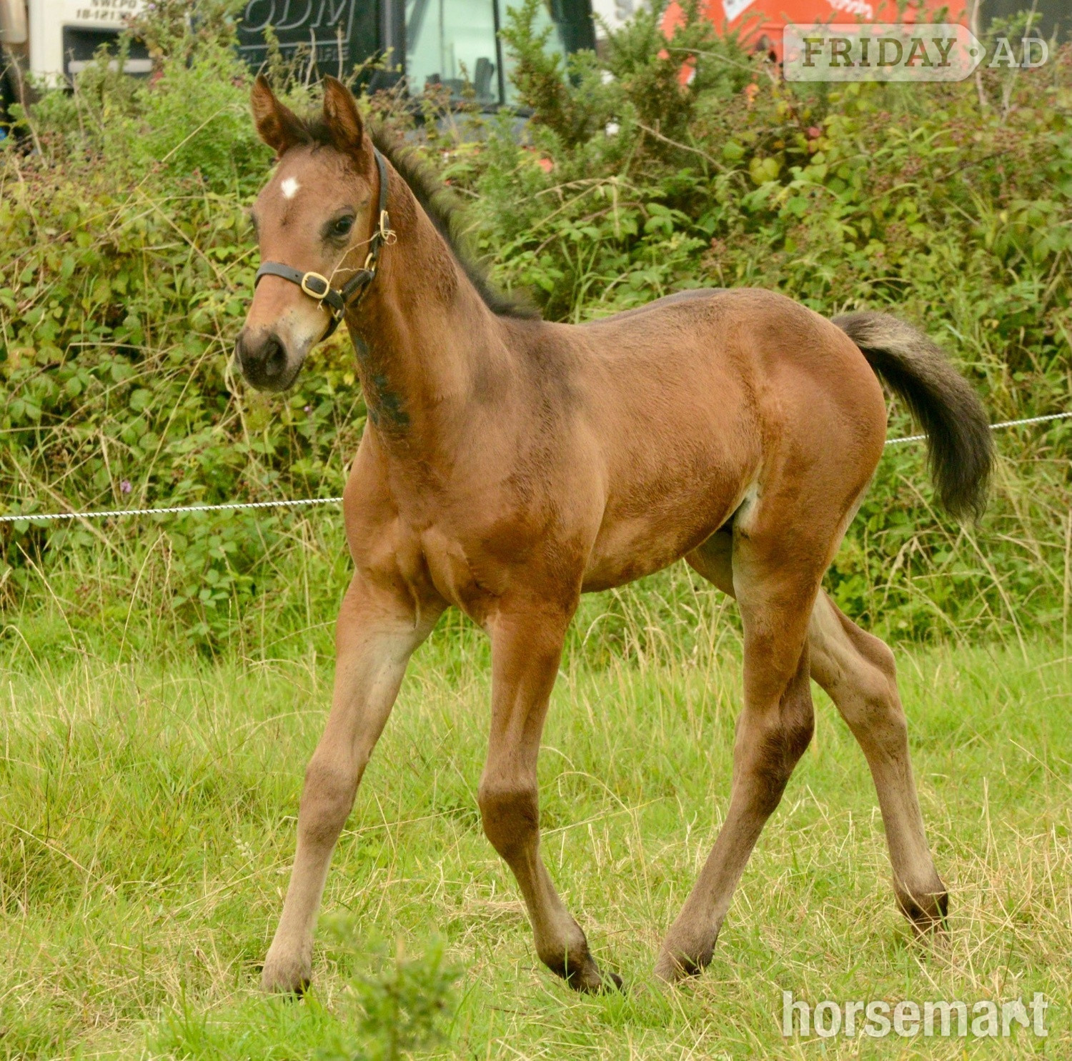 "Prince " Bay Colt Youngstock / Foal
