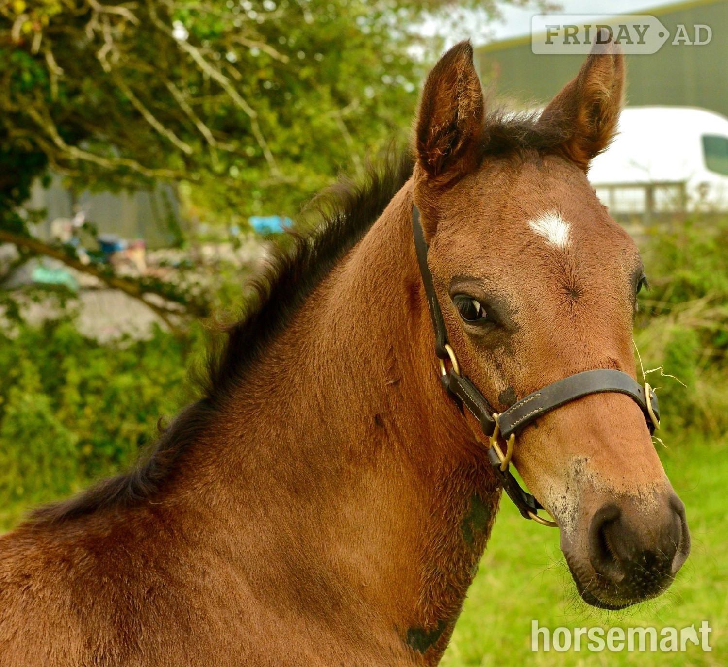 "Prince " Bay Colt Youngstock / Foal - Horses in Ballyhaunis