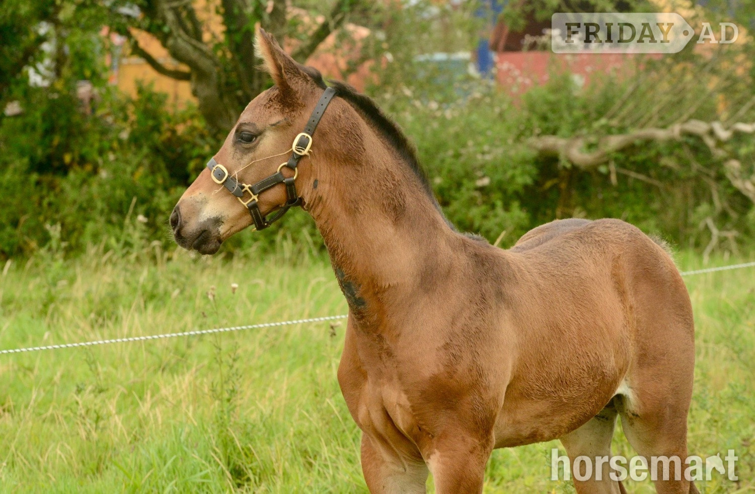 "Prince " Bay Colt Youngstock / Foal in Ballyhaunis