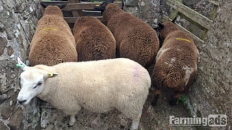 Finishing Lambs Shetland/Cross BlueTex (16)