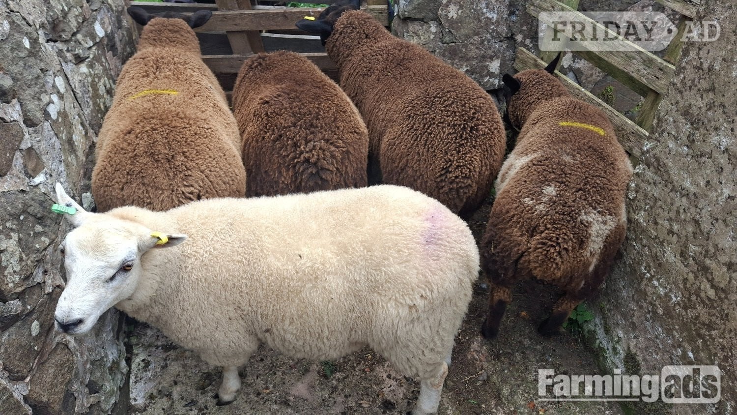 Finishing Lambs Shetland/Cross BlueTex (16) in Peat Inn