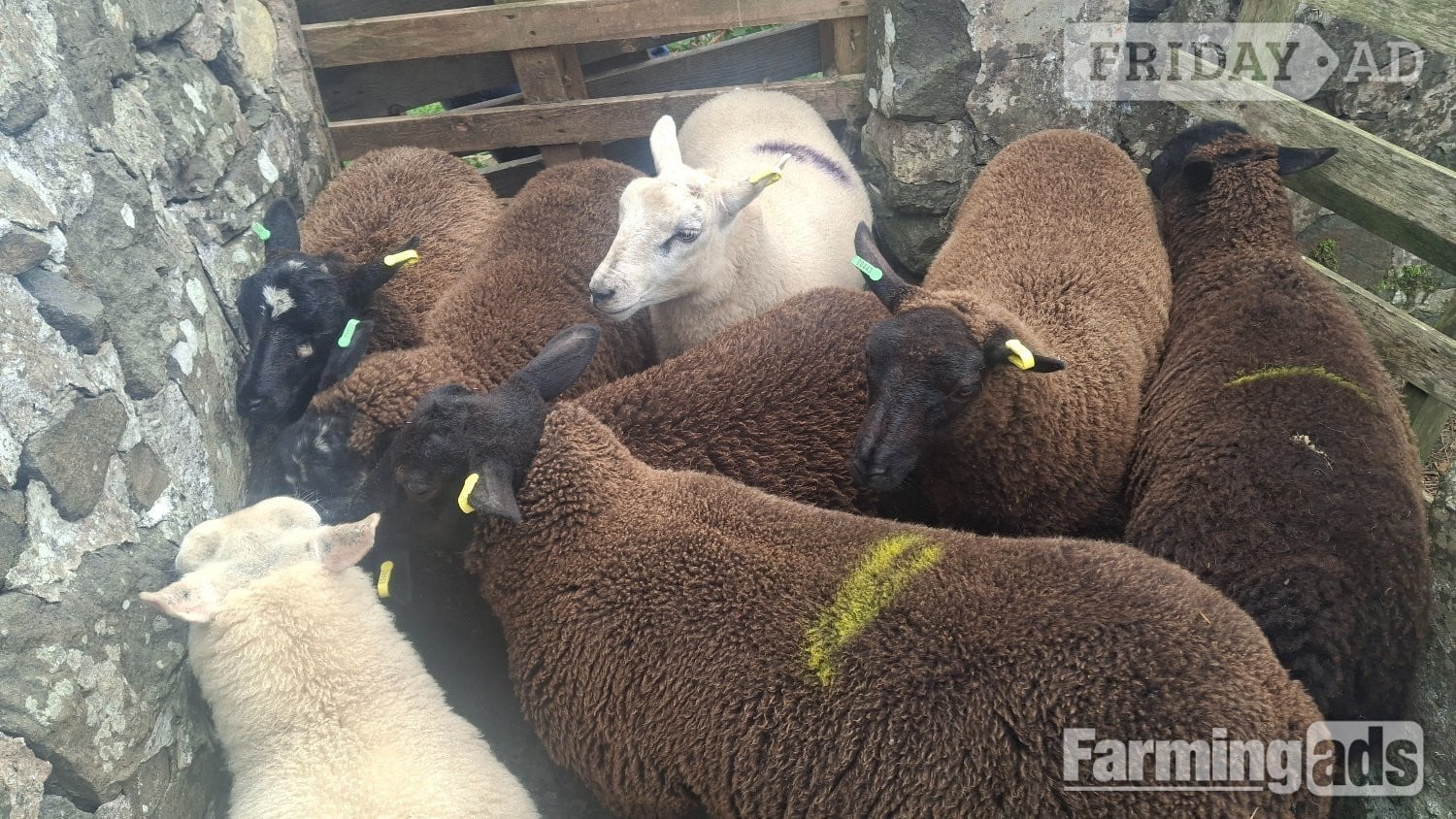 Finishing Lambs Shetland/Cross BlueTex (16)