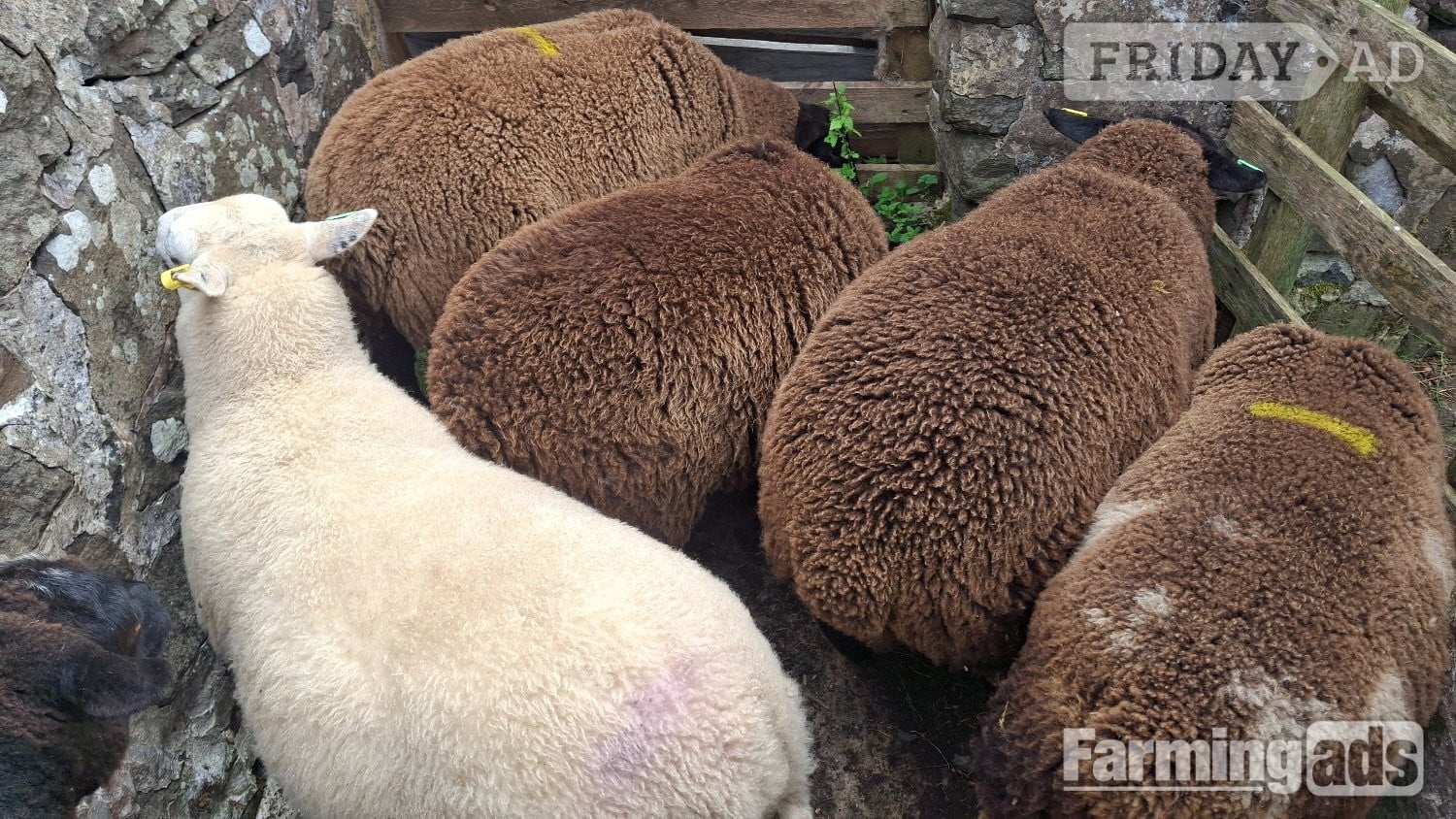 Finishing Lambs Shetland/Cross BlueTex (16) - Livestock in Peat Inn