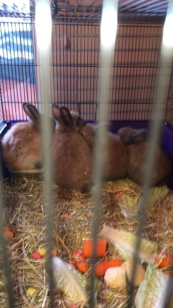 Dwarf rabbits and hutch