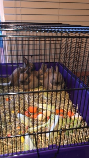Dwarf rabbits and hutch