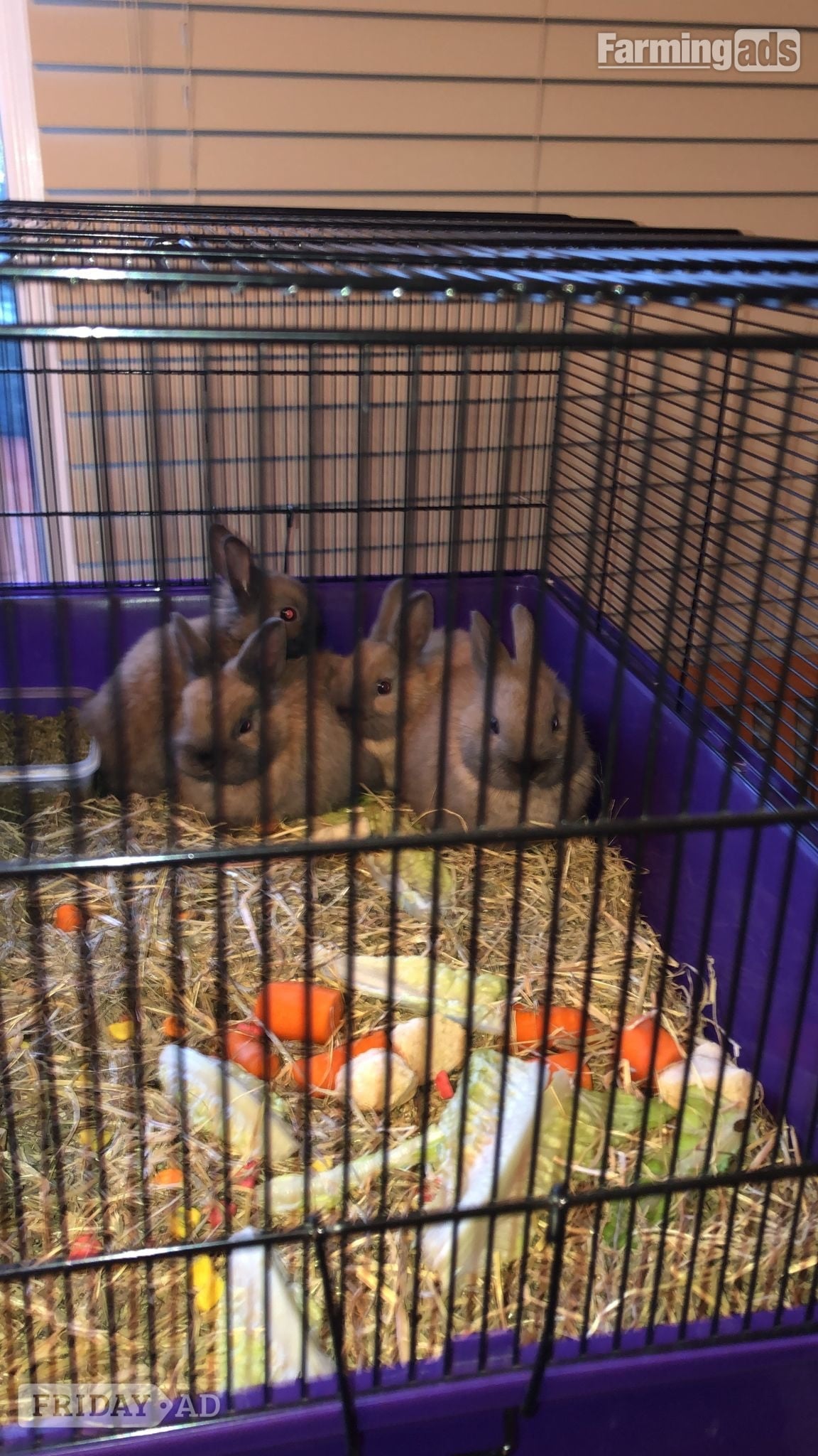 Dwarf rabbits and hutch in Croydon