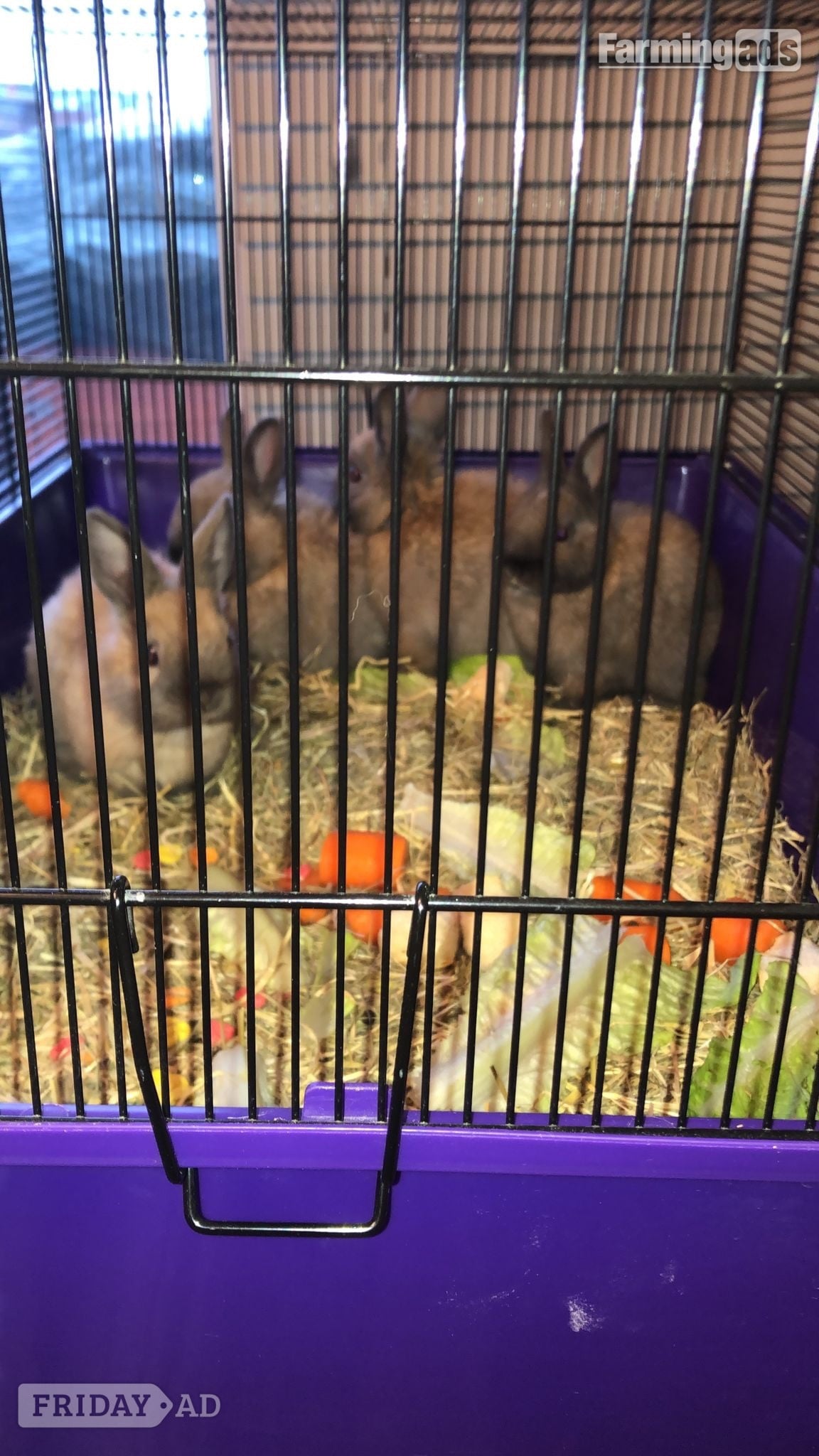 Dwarf rabbits and hutch -  in Croydon