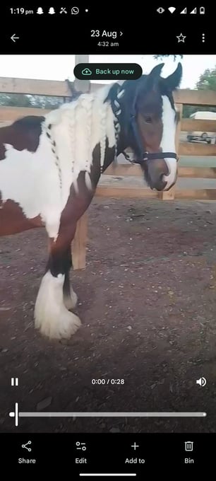 "John " Skewbald Gelding All Rounder
