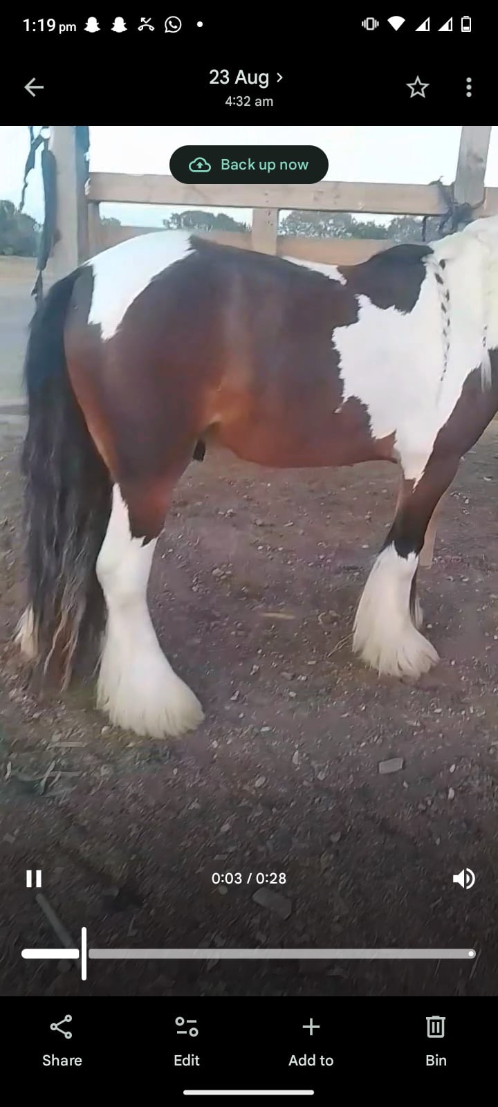 "John " Skewbald Gelding All Rounder