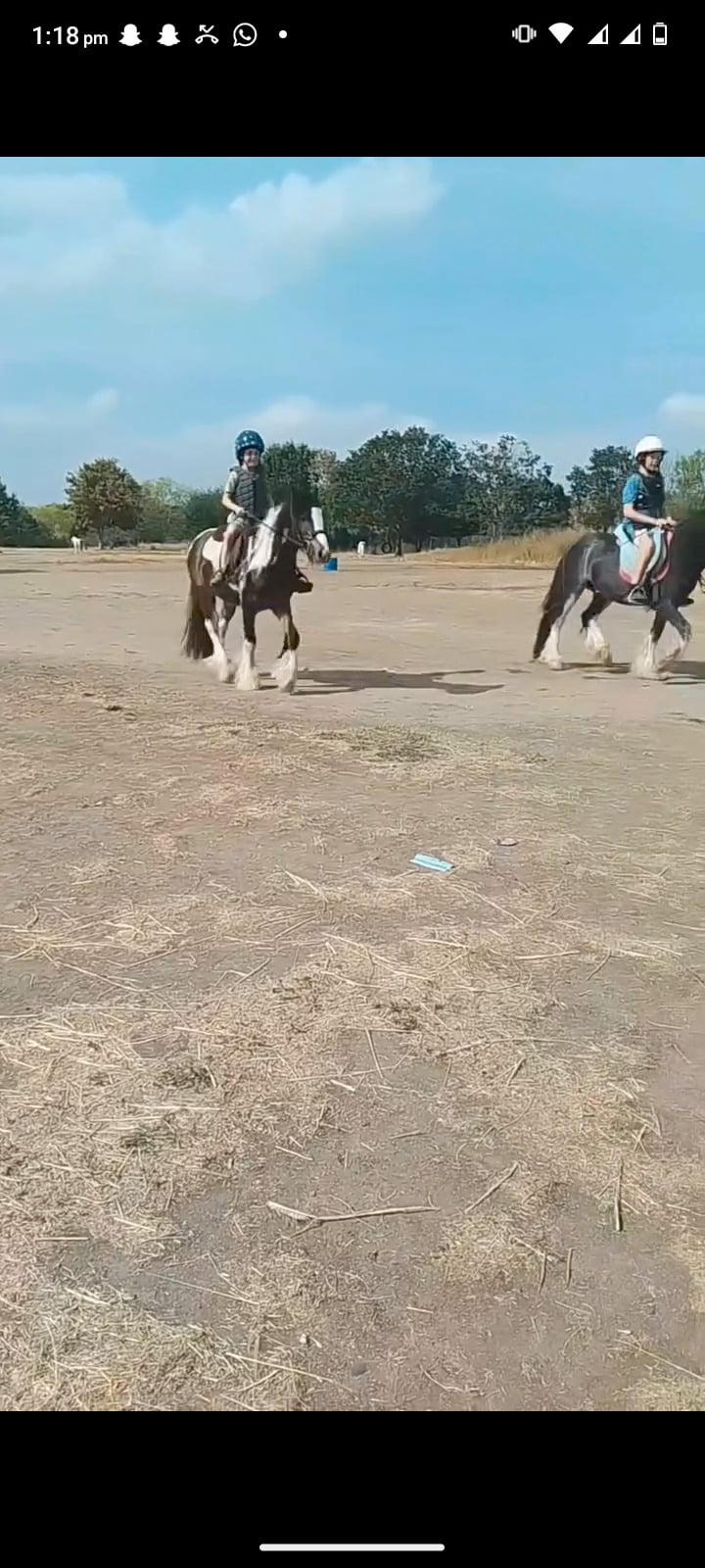 "John " Skewbald Gelding All Rounder - Horses in Romford