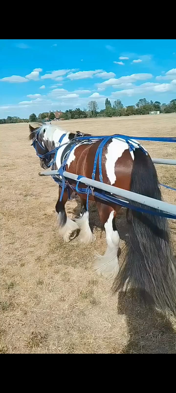 "John " Skewbald Gelding All Rounder - Horses