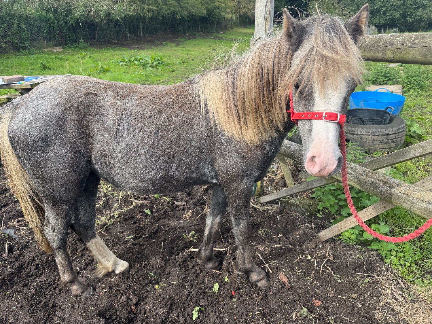 Chorley "IVY QUEEN OF ATLANTIS" Bay Roan Filly Youngstock / Foal