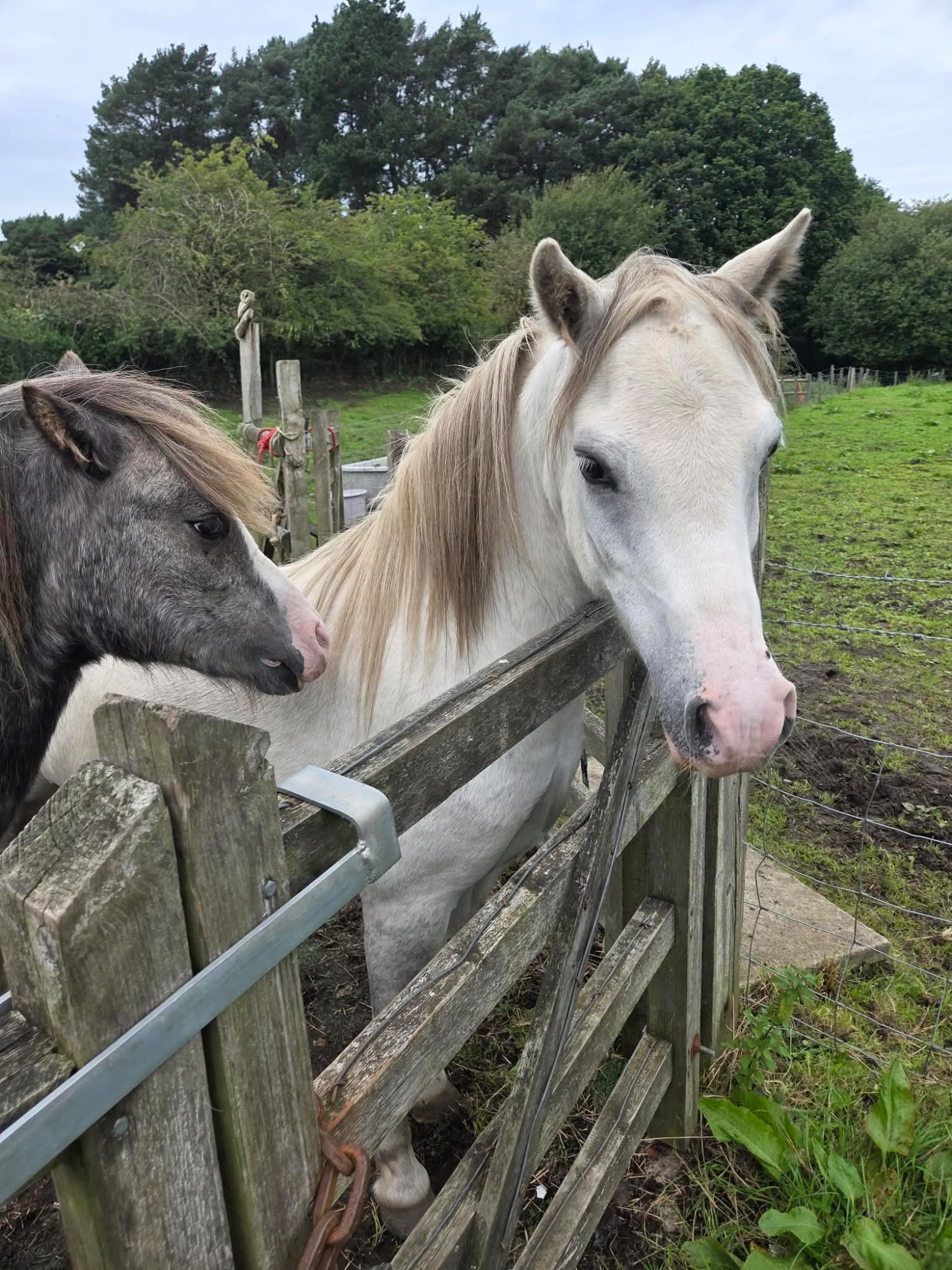 "IVY QUEEN OF ATLANTIS" Bay Roan Filly Youngstock / Foal - Horses in Chorley
