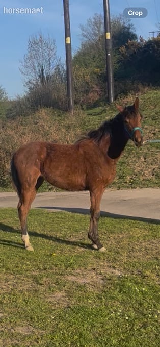 "Nina" Bay Filly Youngstock / Foal