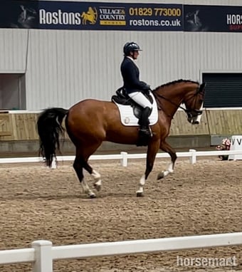 "Edentrillick Sunshine " Bay Mare Dressage Horse