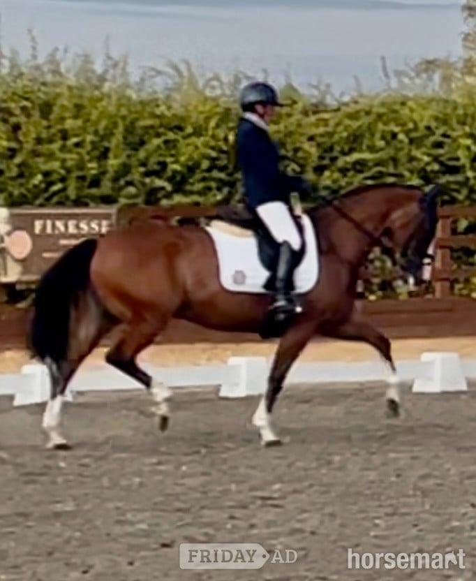 "Edentrillick Sunshine " Bay Mare Dressage Horse - Horses