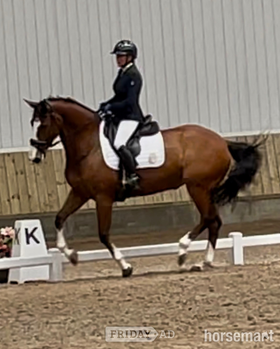 "Edentrillick Sunshine " Bay Mare Dressage Horse