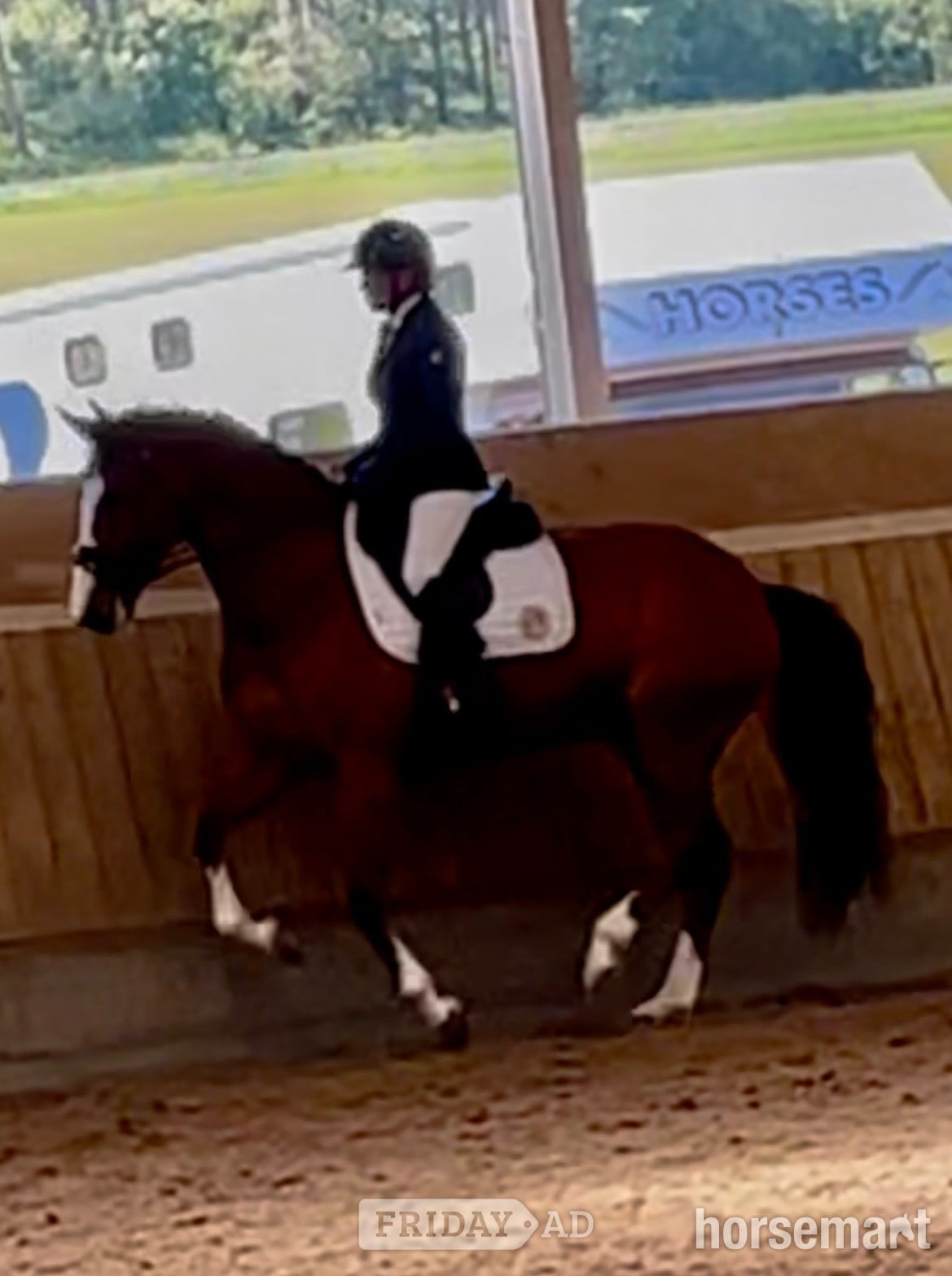 "Edentrillick Sunshine " Bay Mare Dressage Horse - Horses in Stoke