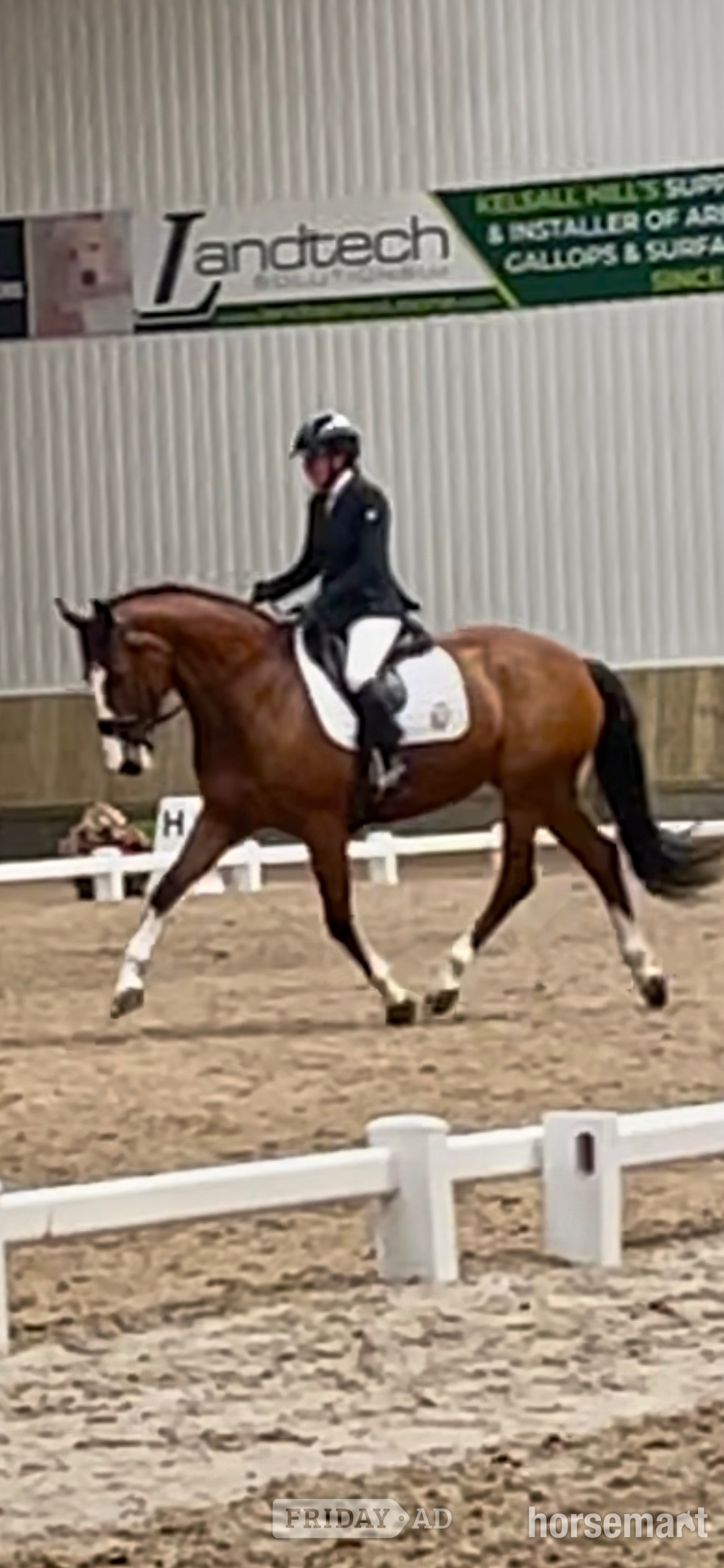 Stoke "Edentrillick Sunshine " Bay Mare Dressage Horse