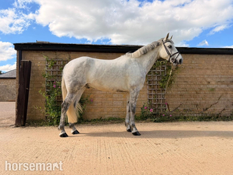 "BALNEY GROUNDS KADETTE" Grey Gelding Hunter