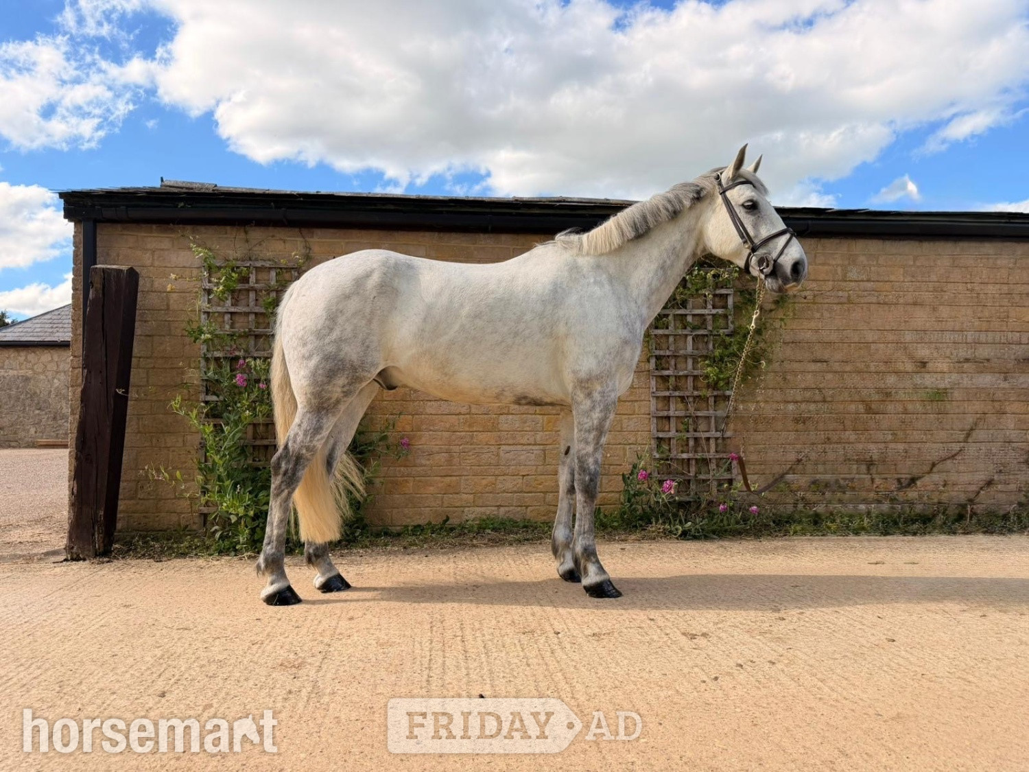 "BALNEY GROUNDS KADETTE" Grey Gelding Hunter in Towcester