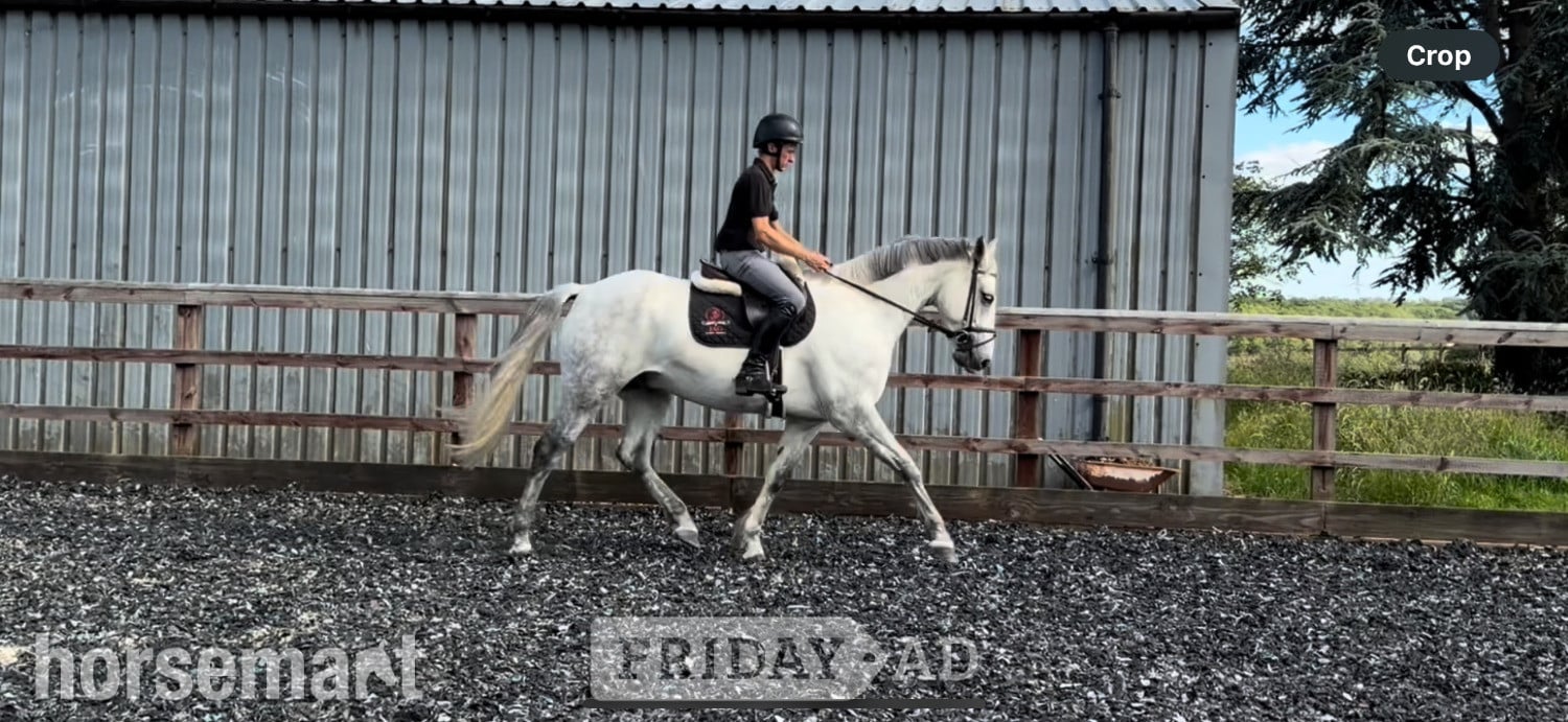 "BALNEY GROUNDS KADETTE" Grey Gelding Hunter