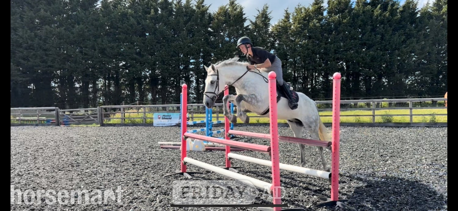 Towcester "BALNEY GROUNDS KADETTE" Grey Gelding Hunter