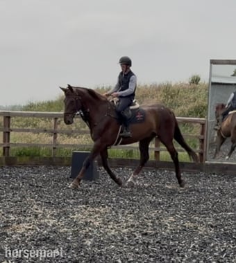 "DEPECHE MODE" Chestnut Gelding Hunter