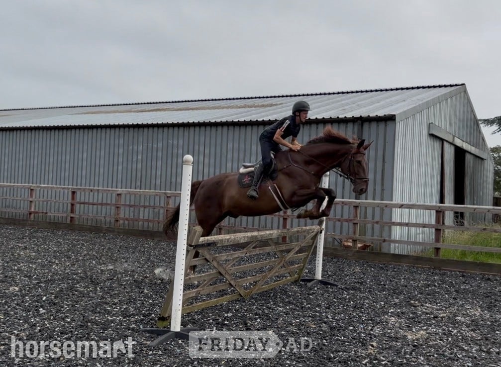 Towcester "DEPECHE MODE" Chestnut Gelding Hunter