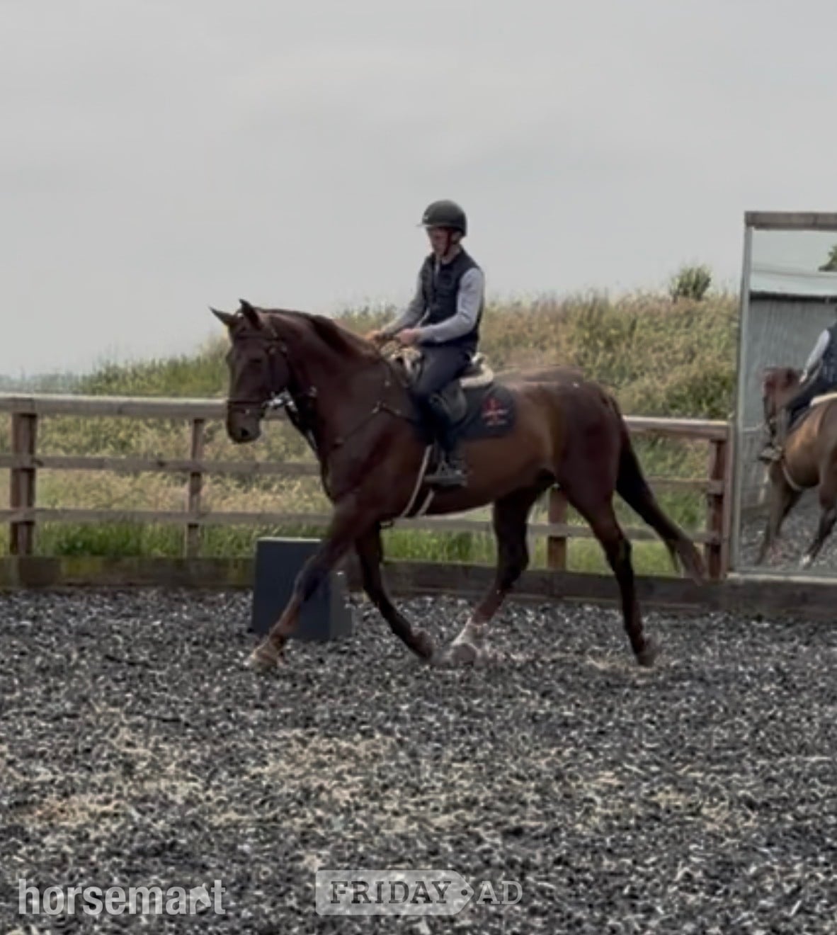 "DEPECHE MODE" Chestnut Gelding Hunter in Towcester