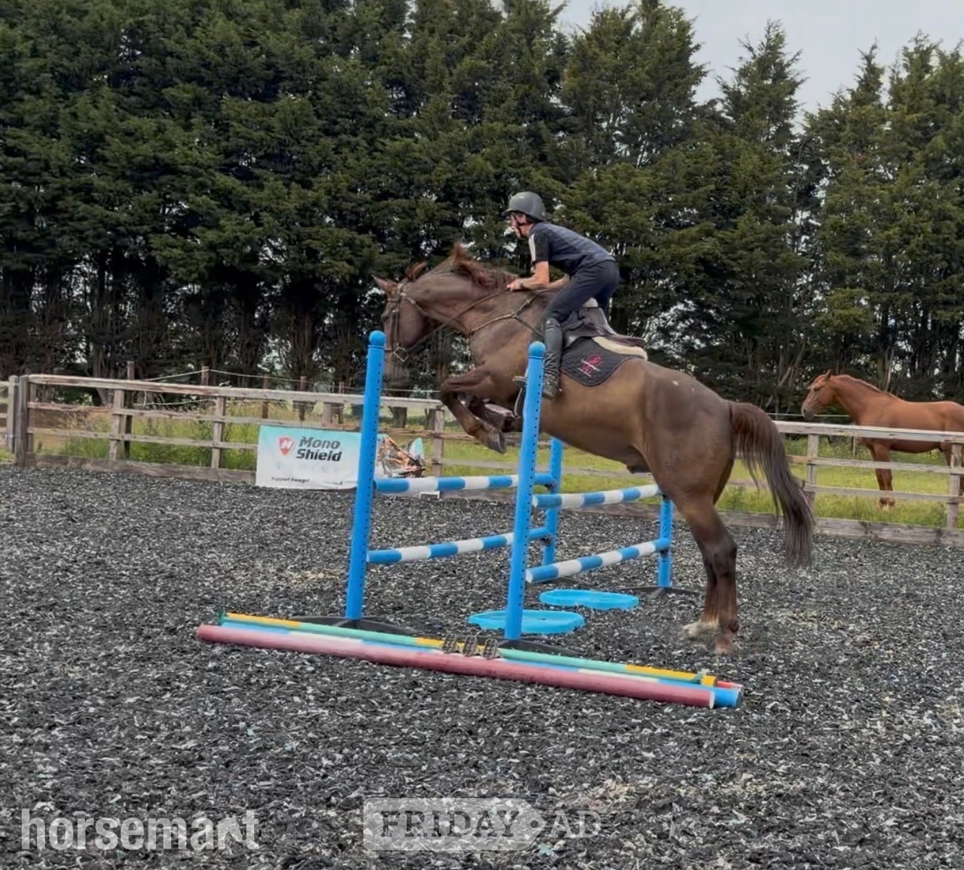 "DEPECHE MODE" Chestnut Gelding Hunter