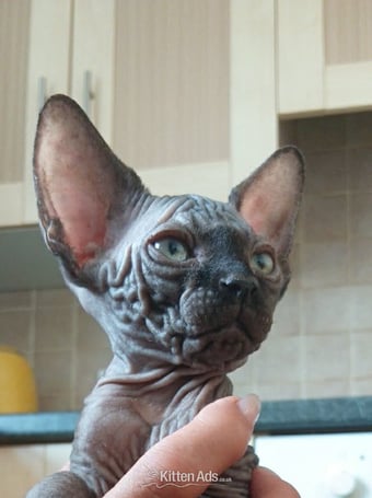 canadian sphynx canadian sphynx black colour Born on 09/05/2026, 