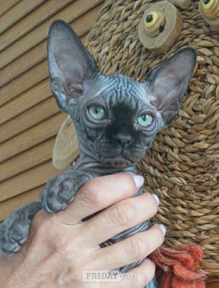 canadian sphynx canadian sphynx black colour Born on9/05/2026, 