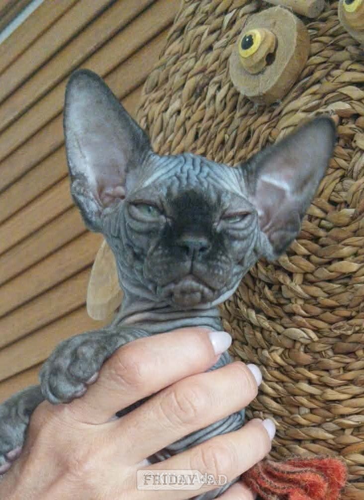 Boston canadian sphynx canadian sphynx black colour Born on9/05/2026, 