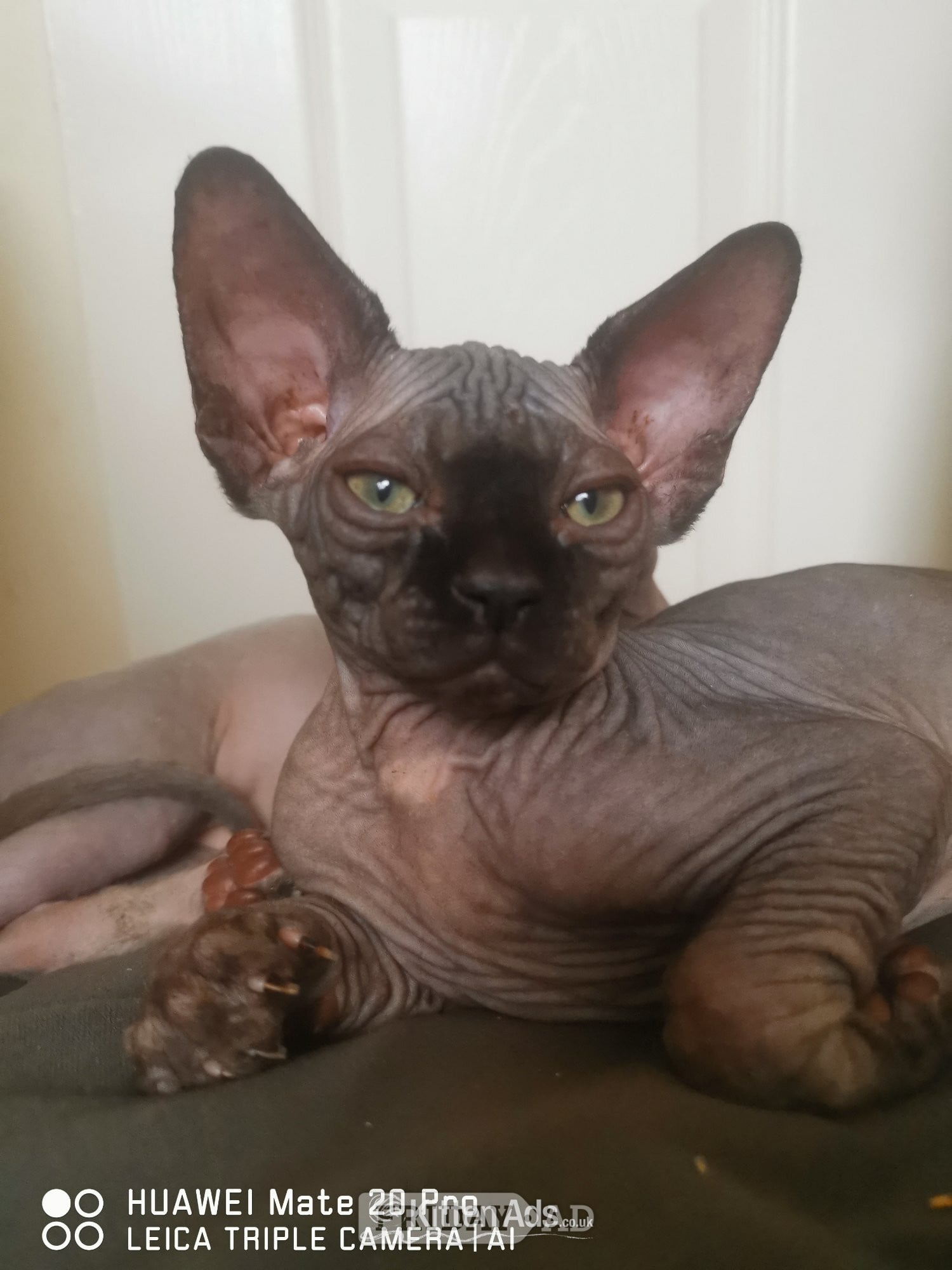 canadian sphynx canadian sphynx black colour Born on9/05/2026,  - Cats & Kittens in Boston