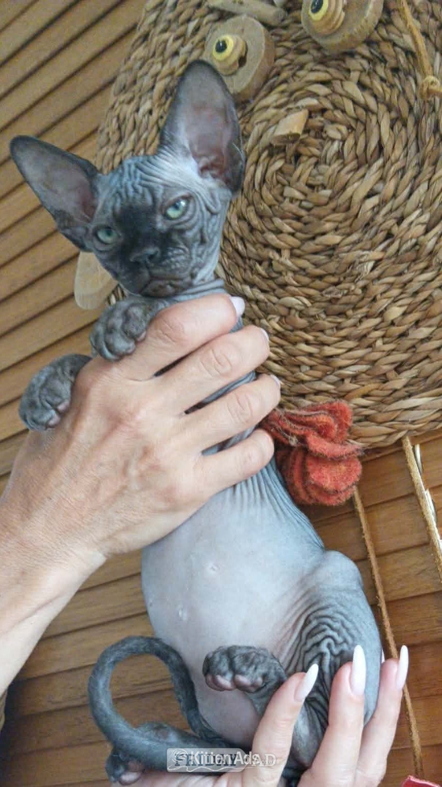 canadian sphynx canadian sphynx black colour Born on9/05/2026,  - Cats & Kittens