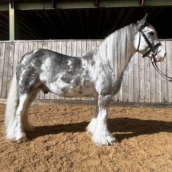 "Clyde" Blue Roan Gelding All Rounder
