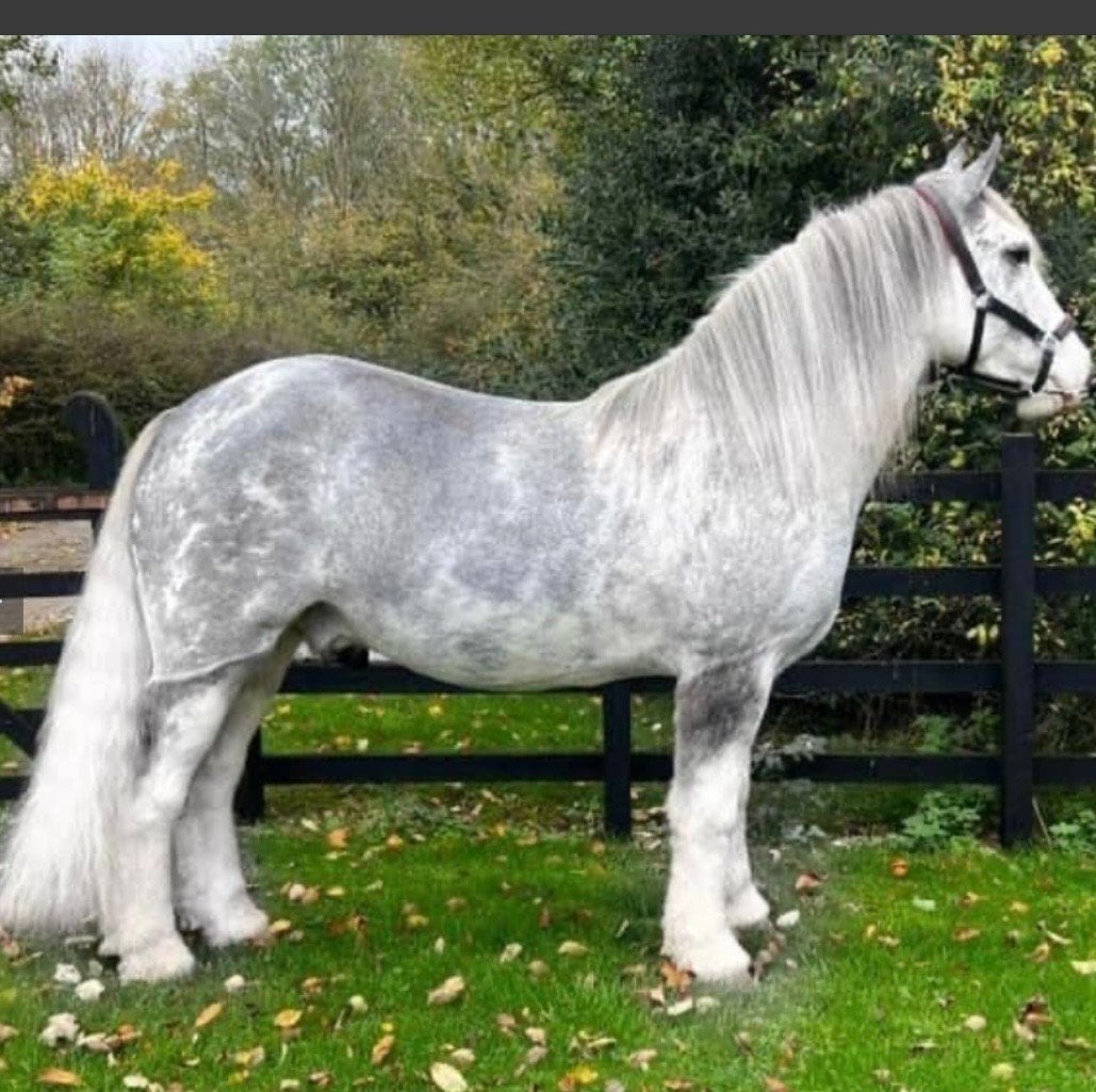 "Clyde" Blue Roan Gelding All Rounder
