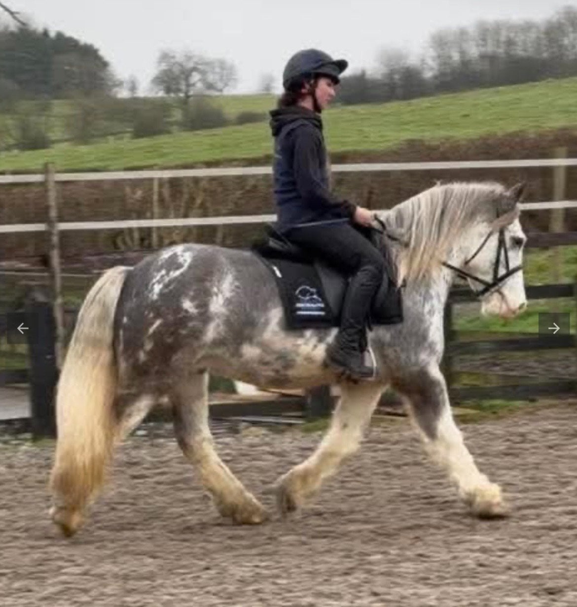 Rugby "Clyde" Blue Roan Gelding All Rounder