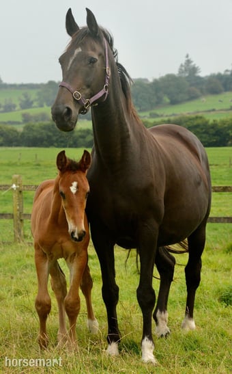 "Paddy" Bay Colt Youngstock / Foal