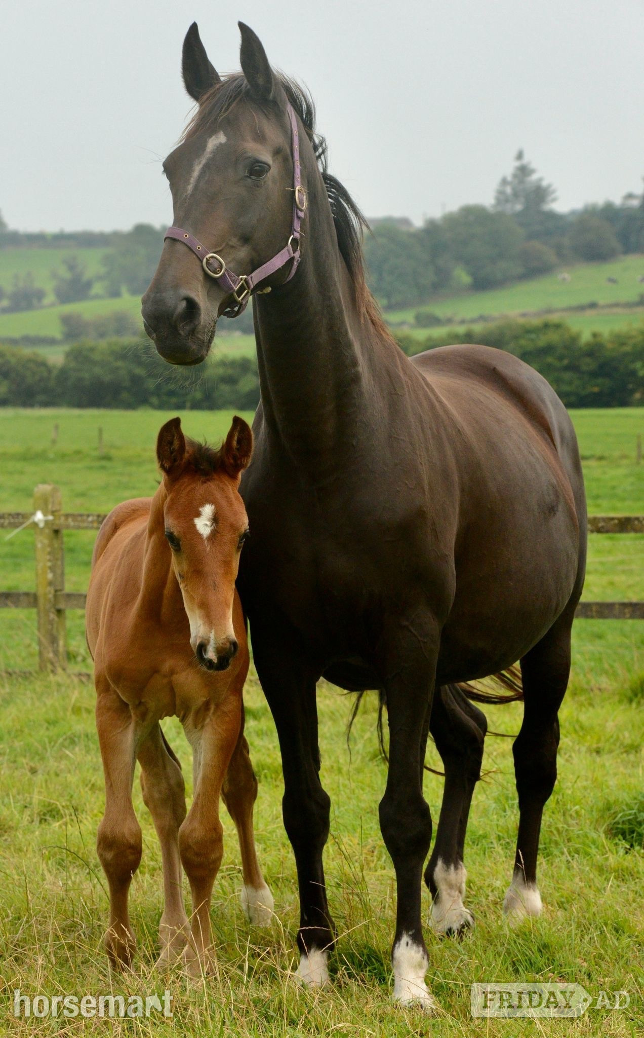 "Paddy" Bay Colt Youngstock / Foal in Clonakilty