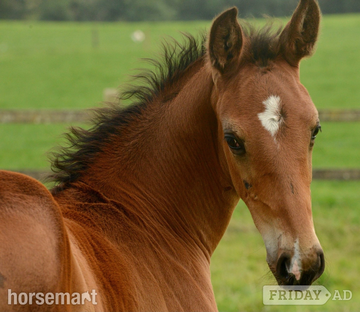 Clonakilty "Paddy" Bay Colt Youngstock / Foal