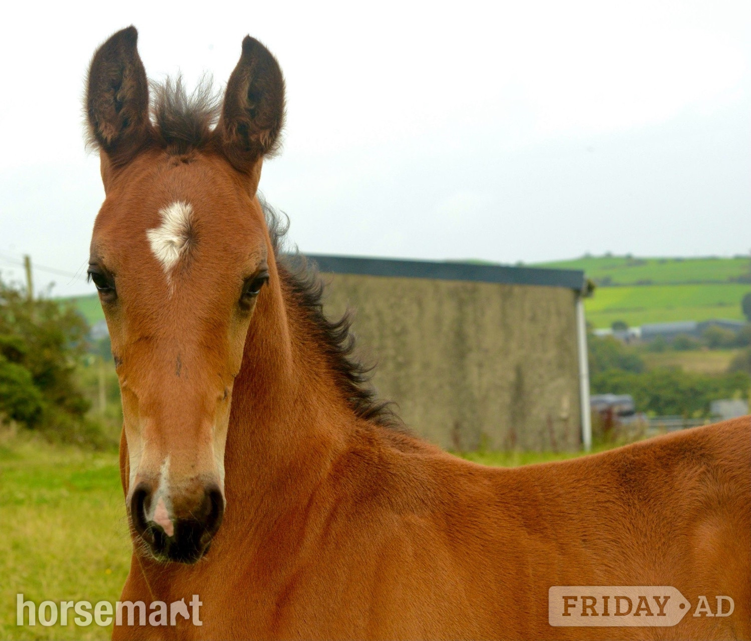 "Paddy" Bay Colt Youngstock / Foal