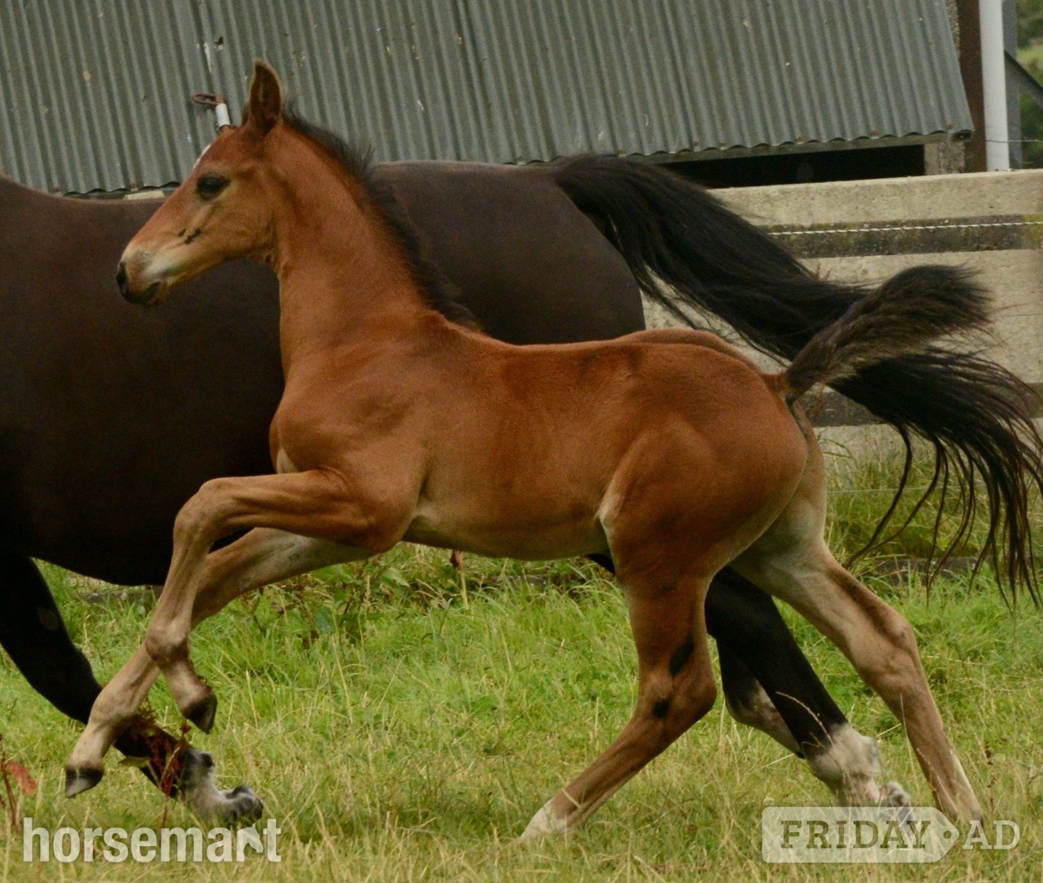 "Paddy" Bay Colt Youngstock / Foal - Horses in Clonakilty