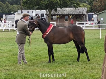 "Ryehall top model" Dark Bay Mare All Rounder