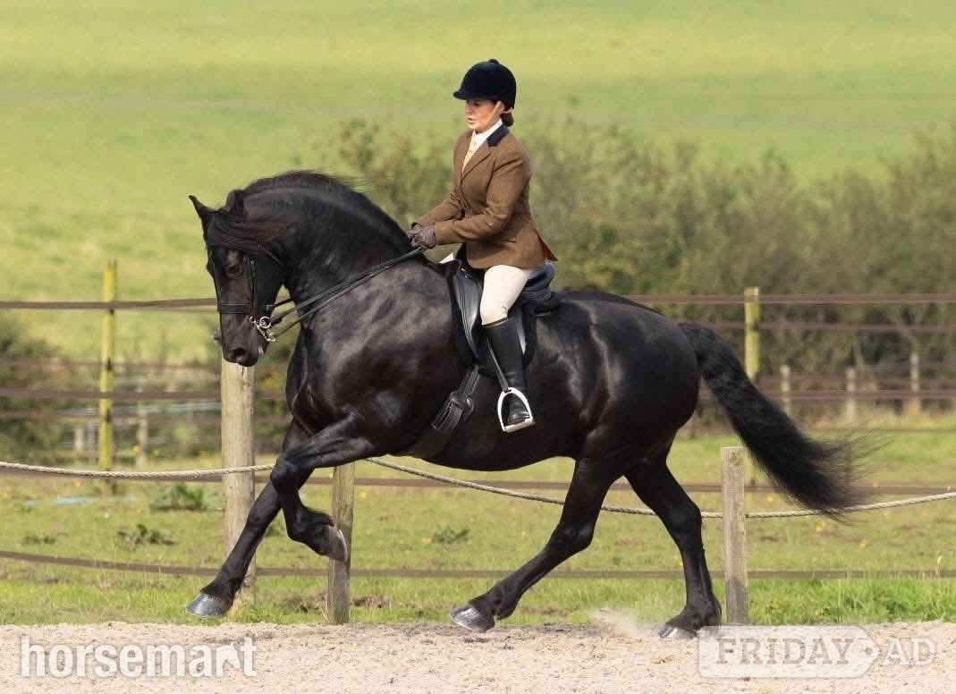 Stunning Friesian - A True All Rounder for Loan/Share in Dalry