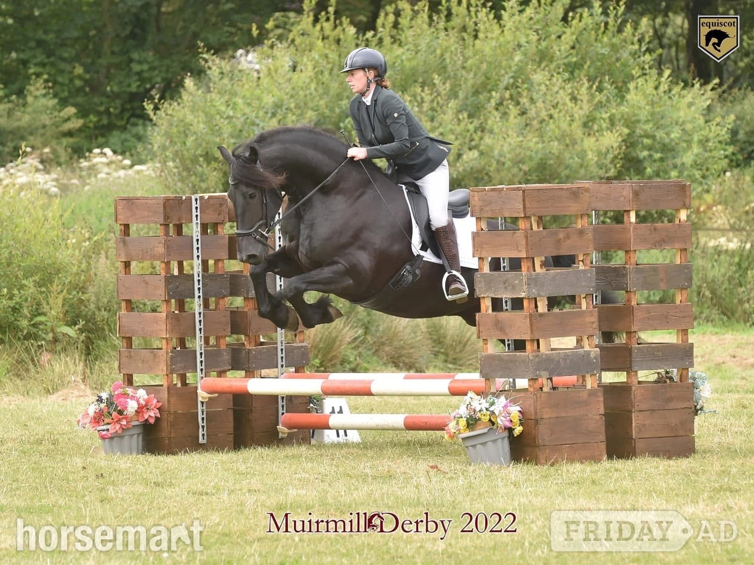 Stunning Friesian - A True All Rounder for Loan/Share