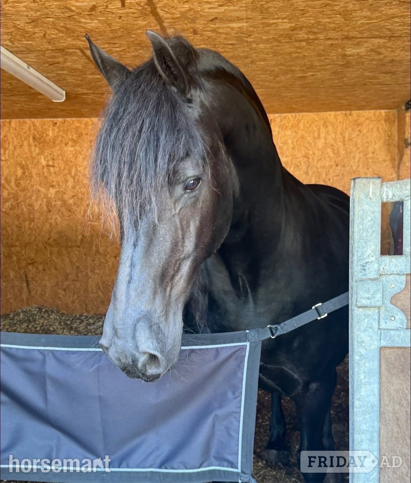 Dalry Stunning Friesian - A True All Rounder for Loan/Share