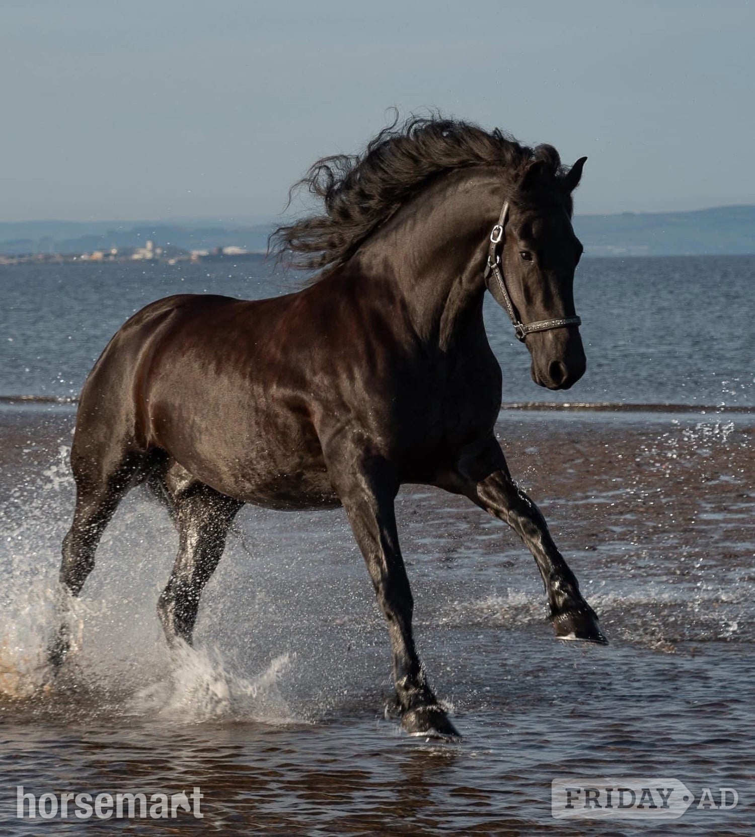 Stunning Friesian - A True All Rounder for Loan/Share - Horses in Dalry